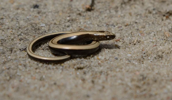 慢蠕虫在沙子背景 — 图库照片