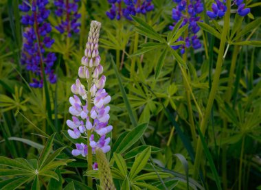 acı bakla çiçeği _ Bahar sonu