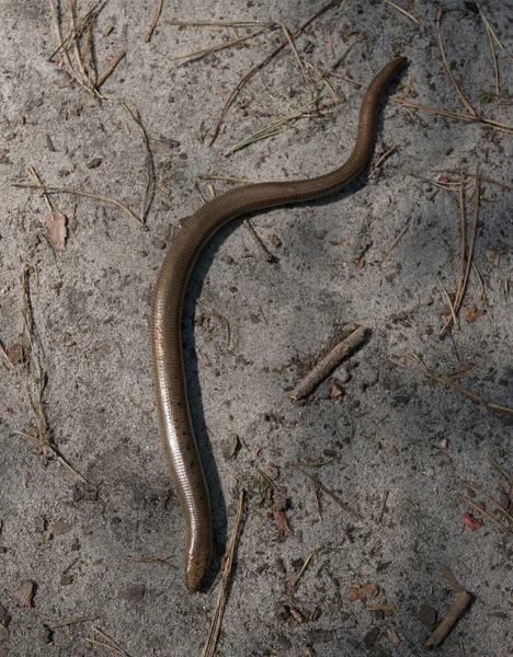 Медленный червь на песчаной земле — стоковое фото