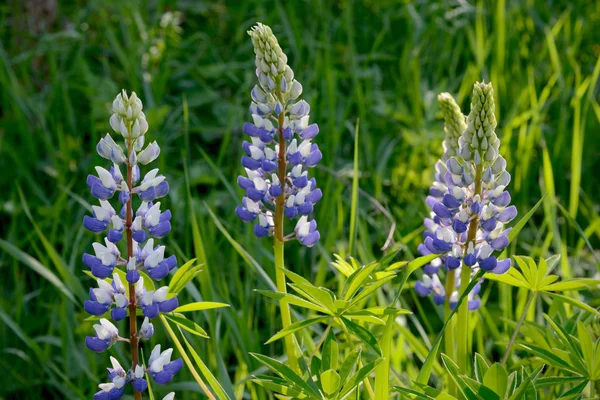 Blauwe en Witte lupine bloemen — Stockfoto