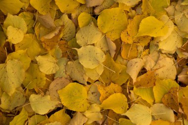 arka plan sarı ıhlamur ağacı yaprakları