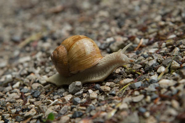 Caracol de videira na natureza — Fotografia de Stock