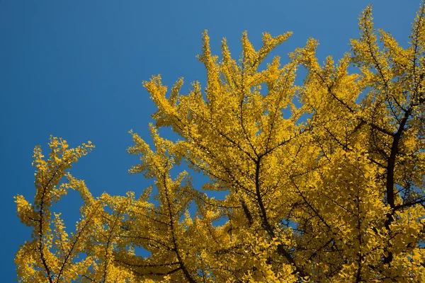 Yellow tree against blue sky background — Stock Photo, Image