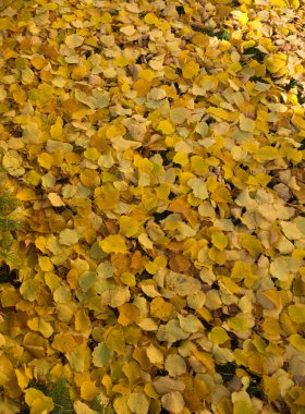 birçok sarı yapraklar - sonbahar arka plan