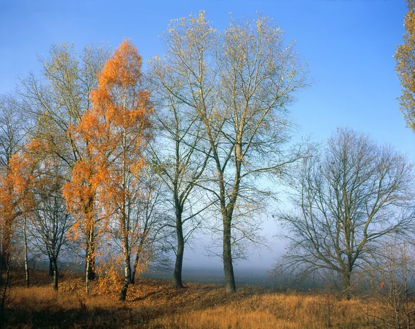 Herbst - die letzten Blätter an den Bäumen — Stockfoto