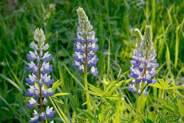 Flores de tremoço azuis e brancas entre grama verde — Fotografia de Stock