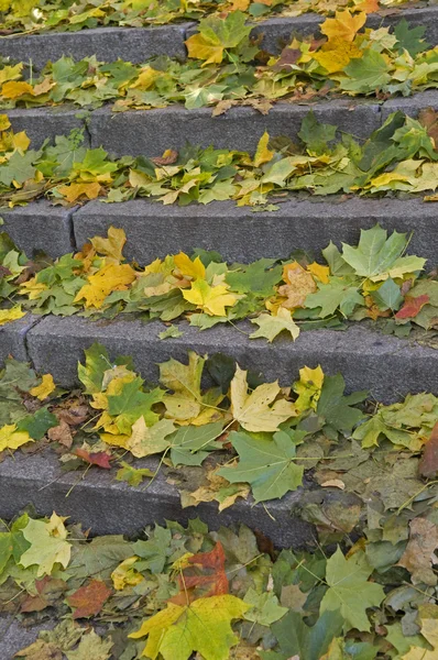 Stairs covered with autumn leaves — Stock Photo, Image