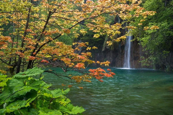 Scene with waterfall and orange maple tree — Stock Photo, Image