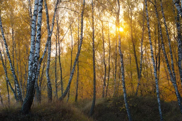 Sinar matahari melalui hutan birch kuning — Stok Foto