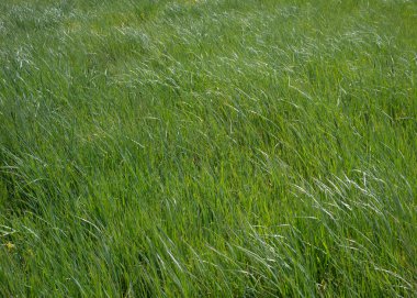 yeşil çayır arka plan