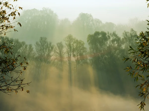 Bäume im Morgennebel — Stockfoto