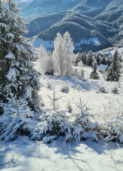 Inverno Montagna Paesaggio Con Alberi Innevati Ghiacciati — Foto Stock