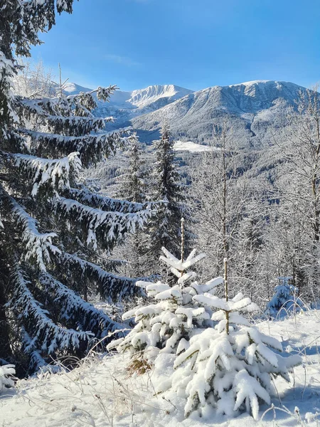 Vinterlandskap Med Snöiga Träd Förgrunden — Stockfoto