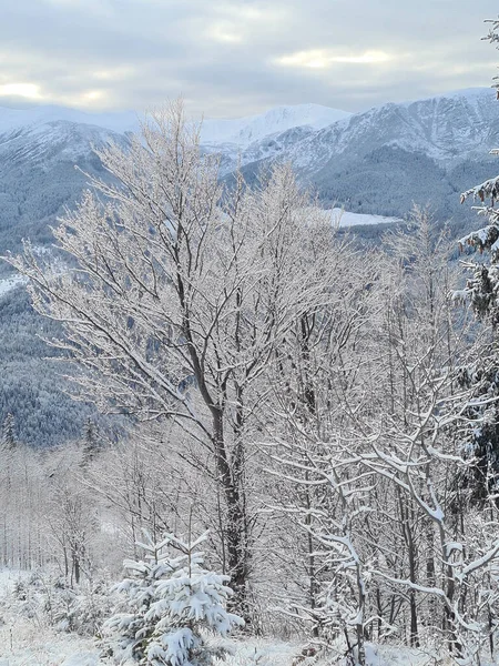 Paesaggio Invernale Con Alberi Innevati Primo Piano Scena Montagna Può — Foto Stock