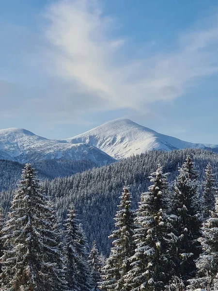 Paisaje Invernal Montaña Goverla Blanca Fondo Bosque Nevado Primer Plano —  Fotos de Stock