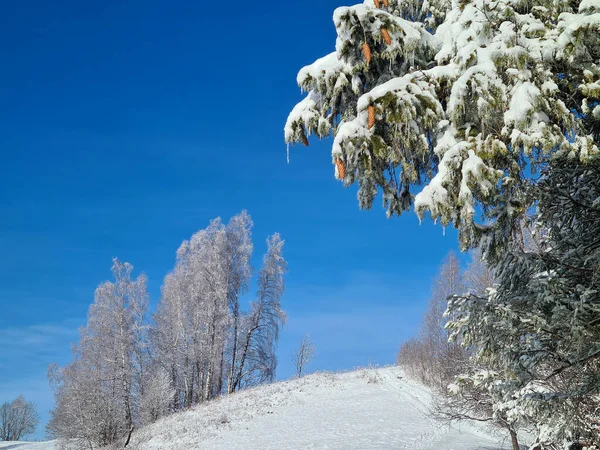 Karla Kaplı Ladin Dallı Kış Manzarası Arka Planda Mavi Gökyüzü — Stok fotoğraf