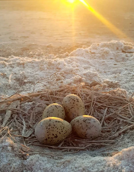 Beams Light Illuminate Defenseless Gull Eggs — Stock Photo, Image