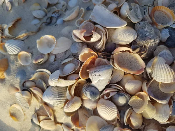 Sahildeki deniz kabukları kapanıyor. Kabuklar yan ışıkla hafifçe aydınlatılır..