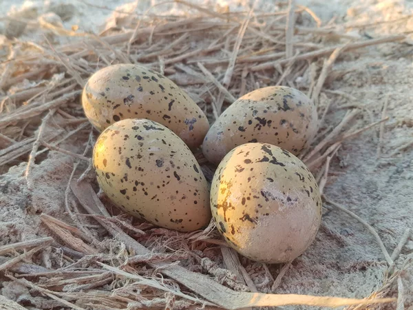 Clutch Seagull Eggs Just Ground — Stock Photo, Image