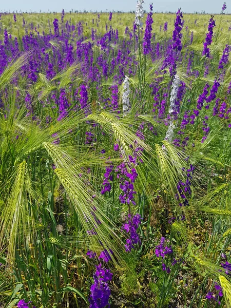 Veld Met Groene Spikeletten Paarse Bloemen Bloeiende Wilde Delphinium — Stockfoto