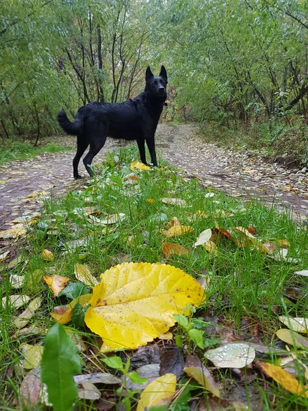 Perro Negro Encuentra Camino Rural Bosque Hojas Amarillas Caídas Primer —  Fotos de Stock