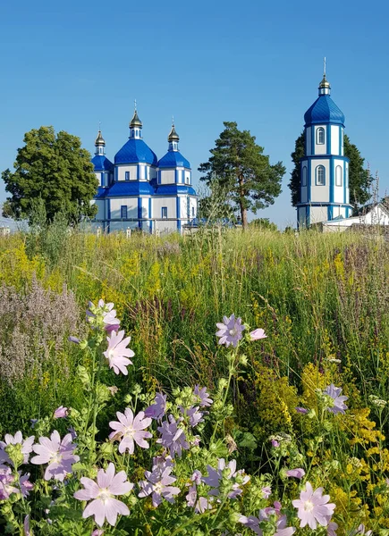 Wood blue church of Virgin Nativity with pink flowers in foreground. Pechera village in Ukraine.