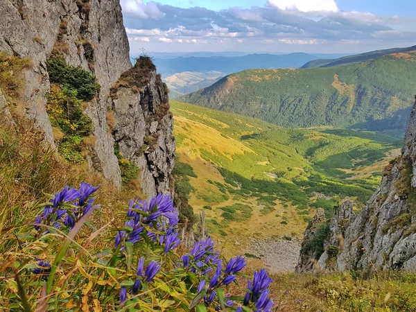 Άποψη Των Καρπαθίων Βουνών Από Την Κορυφή Σπίτσι Μπλε Λουλούδια — Φωτογραφία Αρχείου