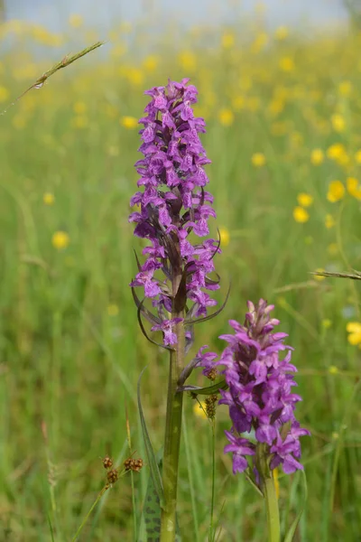 Wild Orchid Orchis Blooms Meadow Another Names Orchis Mascula Early — Stock Photo, Image