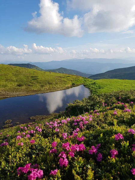 Yaz Dağlarda Planda Chervona Ruta Olarak Adlandırılan Kırmızı Pembe Rhododendronlar — Stok fotoğraf