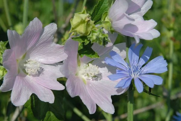 Kwiaty Dzikiej Malwy Cykorii Zbliżenie Lato Lub Wiosna — Zdjęcie stockowe