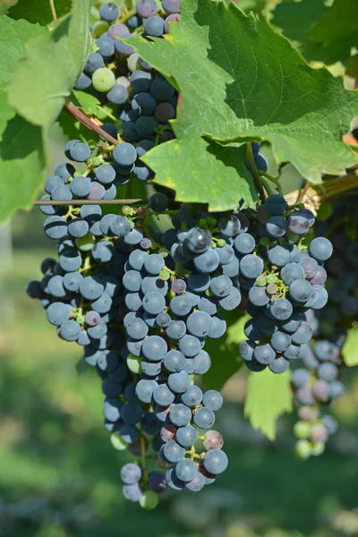 A colheita de uvas — Fotografia de Stock