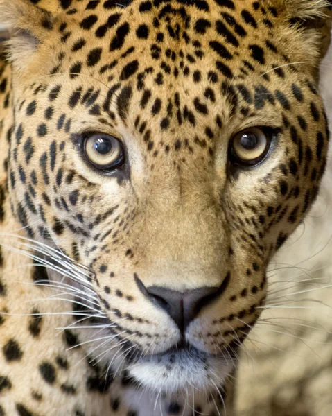 Imágenes: jaguar blanco y negro | Jaguar blanco y negro — Foto de stock