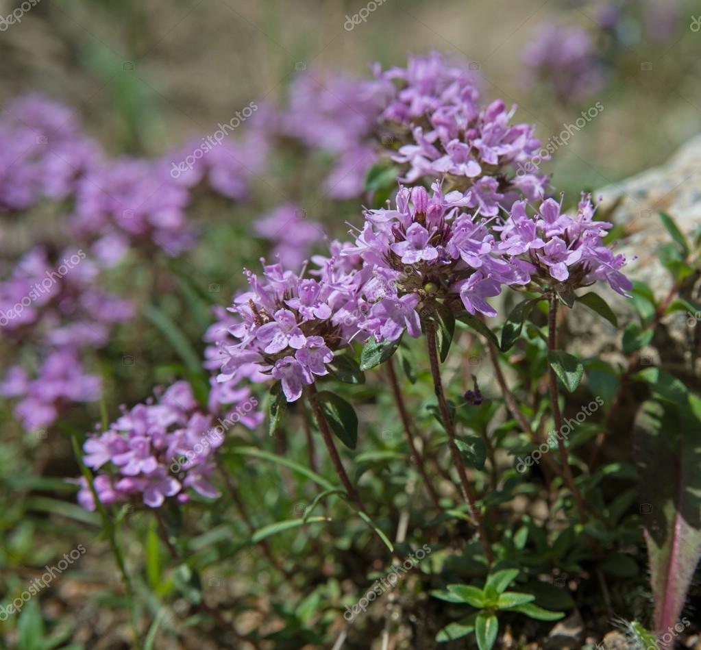 Thyme blossoms — Stock Photo © ggaallaa 56257925
