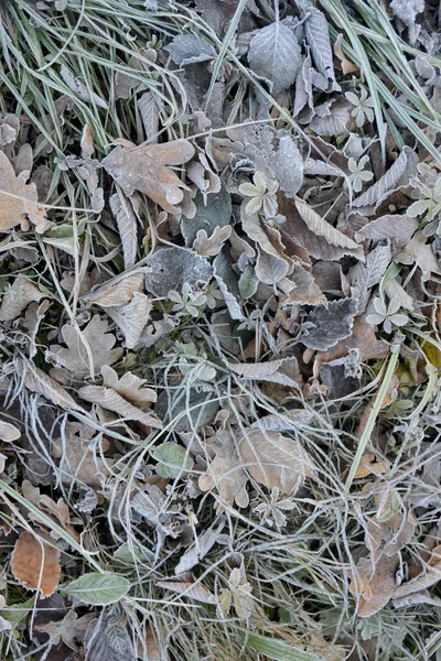 Frosted plants — Stock Photo, Image