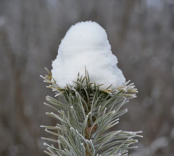 Inverno - maravilha natureza — Fotografia de Stock