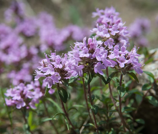 Thymian - Blüte — Stockfoto