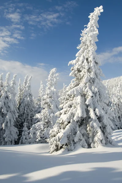 Forêt d'hiver — Photo