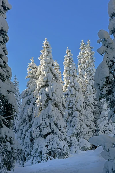 Snowy winter — Stock Photo, Image