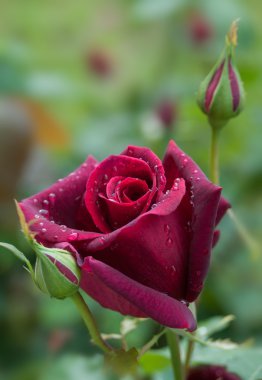 Su damlalı kırmızı gül