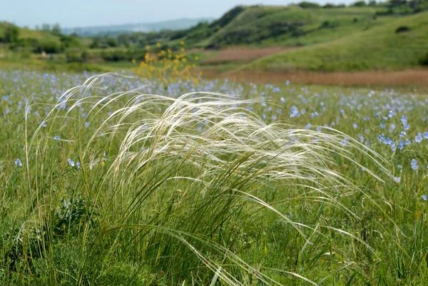  Çayır tüy çim ile