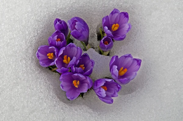 Crocuses surrounded with snow — Stock Photo, Image