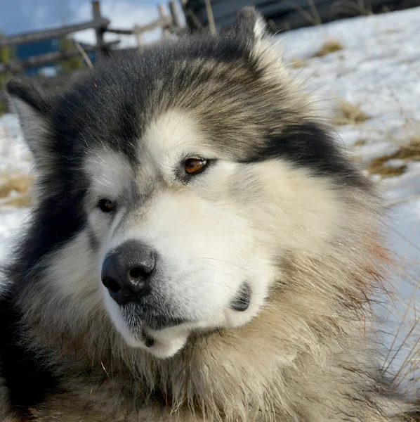 雪撬犬的肖像 — 图库照片