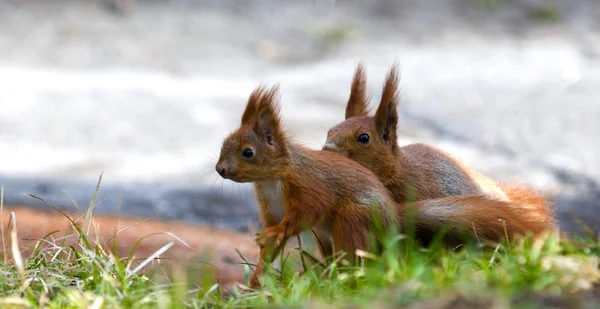 Zwei Eichhörnchen — Stockfoto