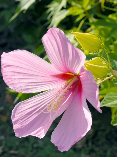 Hibiscus — Stock Photo, Image