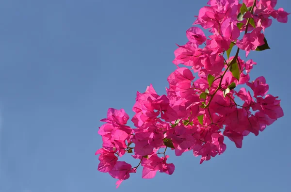 Fleurs roses et ciel bleu — Photo