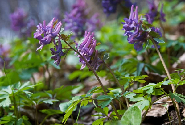 Corydalis çiçeği