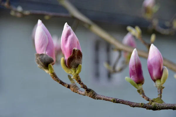 Bloemknoppen van magnolia — Stockfoto