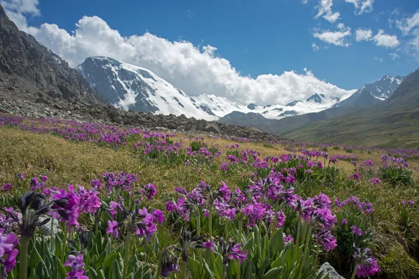 Floración primula en las montañas —  Fotos de Stock