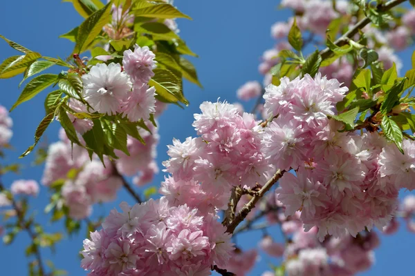 Sakura flor — Foto de Stock