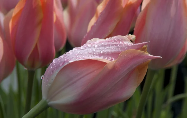 pink tulip with water drops